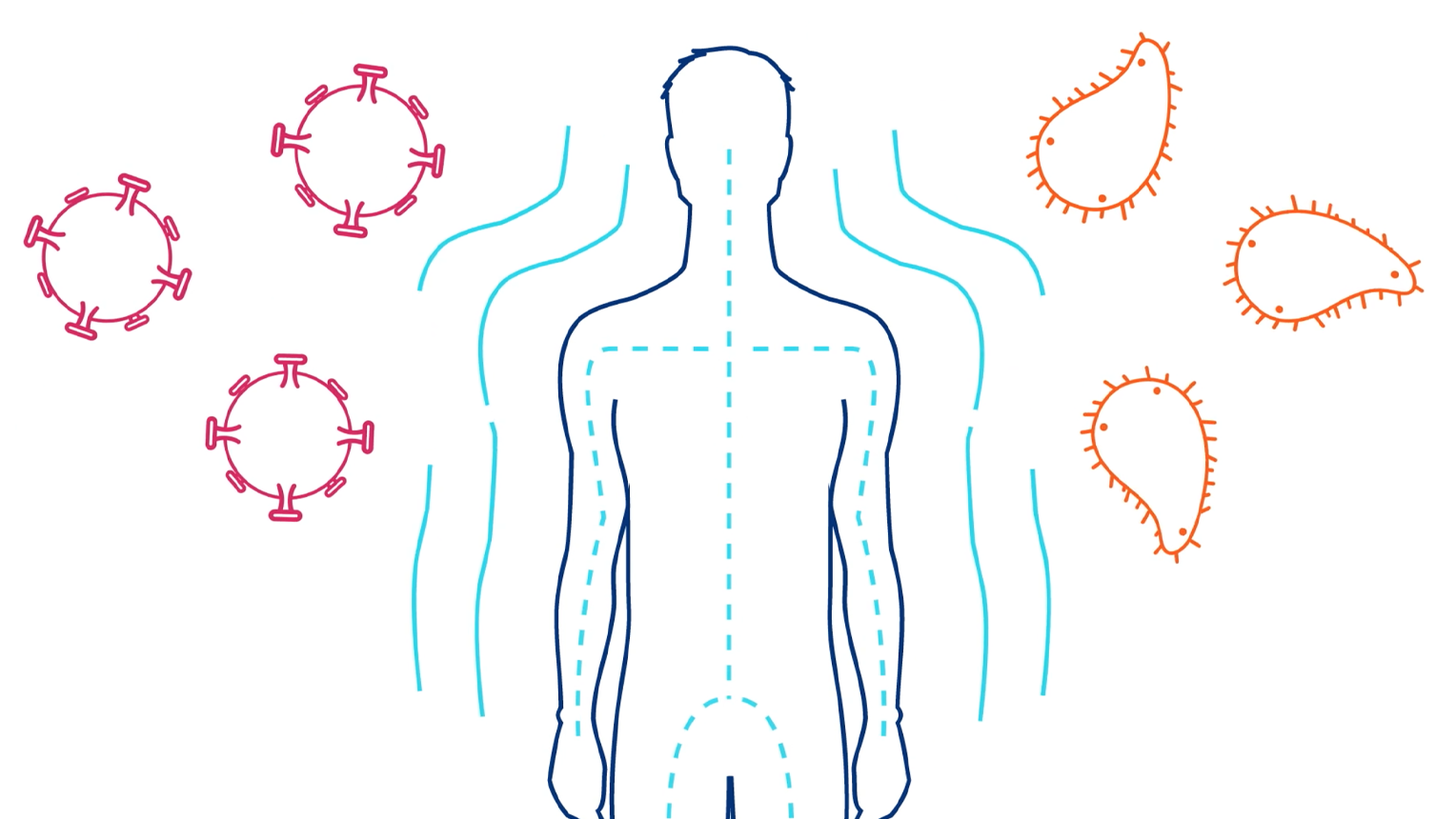 The Complement System